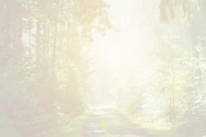 Hintergrundbild: Waldweg im Licht
