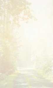 Hintergrundbild: Waldweg im Licht